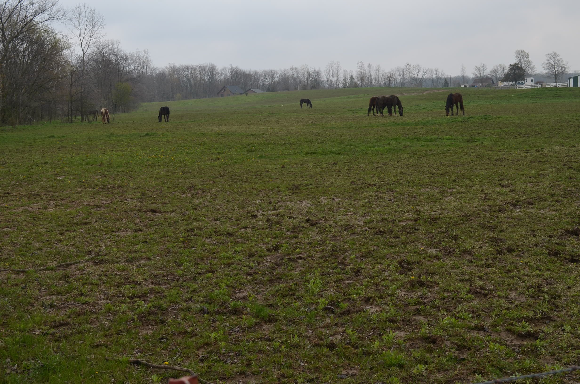 Property photo 14 - Amish Farm Auction - 7 Bedroom 2 Bathroom Home